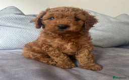 Irish Doodle dogs for sale: F2b Gorgeous miniature Irish Doodles  - Image 8