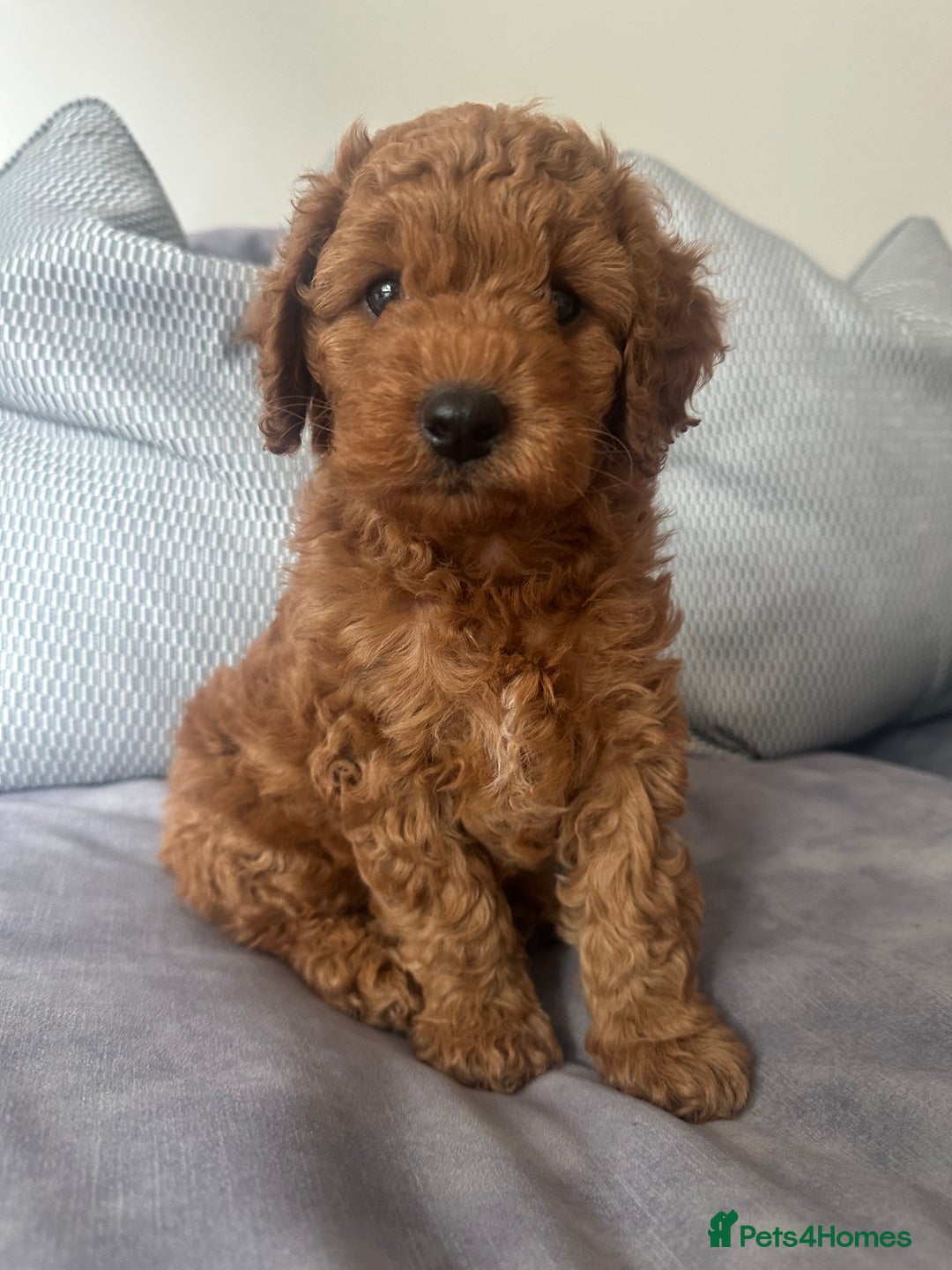 Irish Doodle dogs for sale: F2b Gorgeous miniature Irish Doodles  - Image 8