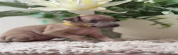 Italian Greyhound dogs for sale: KC registered Beautiful pups - Advert 27