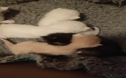 British Shorthair cats for sale: White and cream kittens!!! 😻 - Advert 15