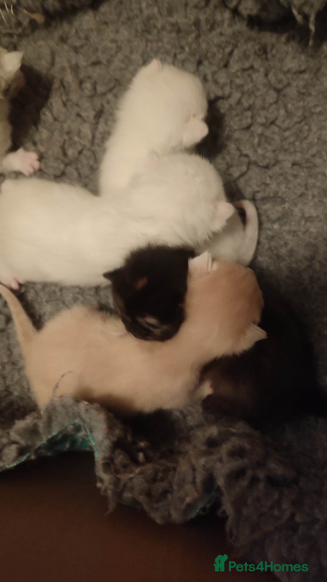 British Shorthair cats for sale: White and cream kittens!!! 😻 - Advert 15