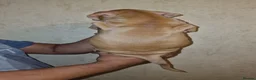 Mastiff dogs for sale: Mastiff Puppies {Merle} - Advert 39
