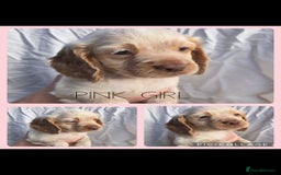 Cocker Spaniel dogs for sale: Top KC working cocker spaniels - Image 5