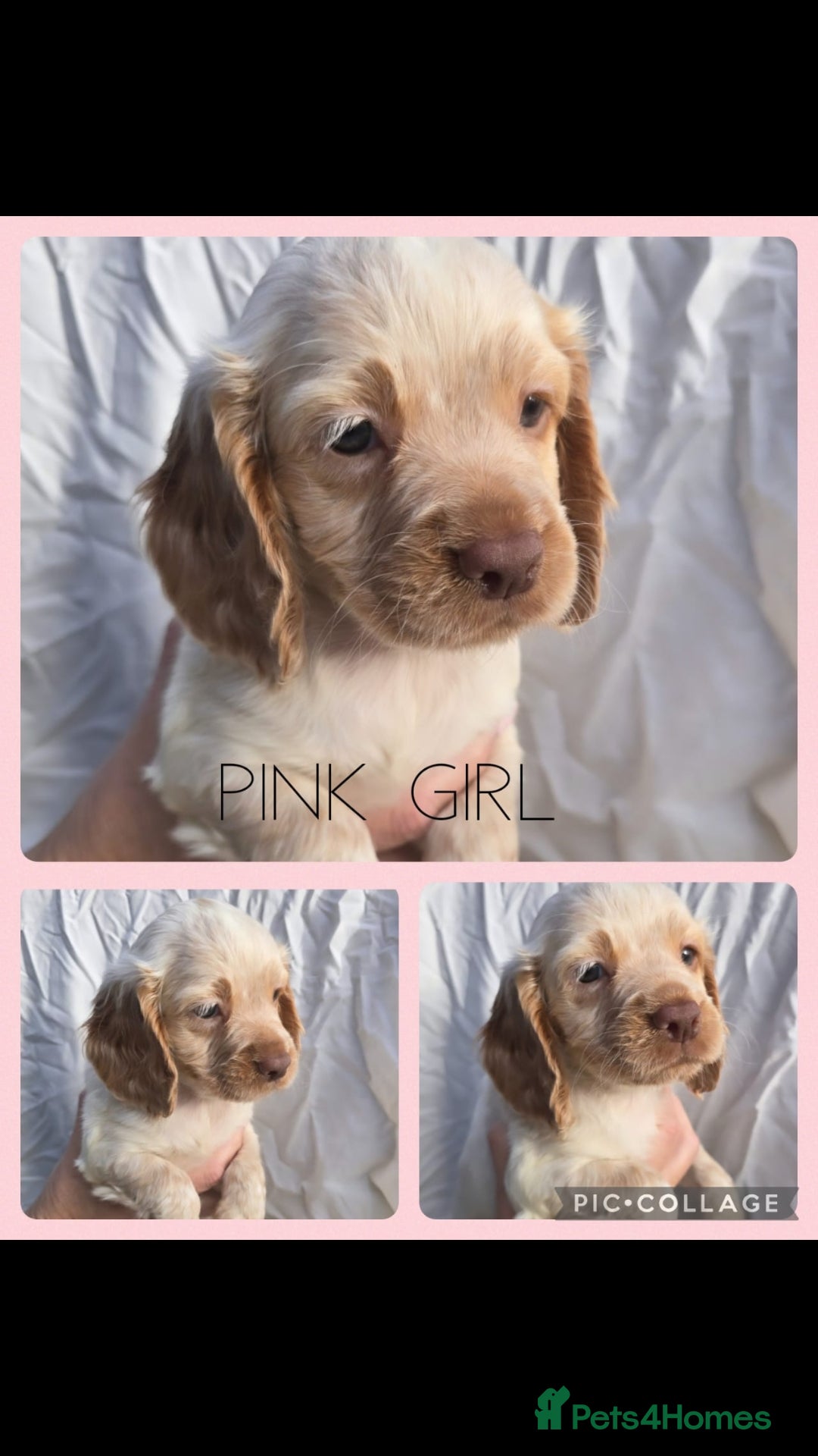 Cocker Spaniel dogs for sale: Top KC working cocker spaniels - Image 5