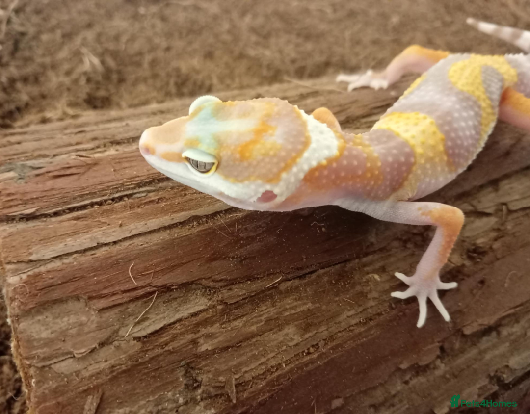 Leopard Gecko reptiles for sale: Beautiful Leopard Gecko Babies – Ready Now! - Image 14