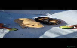 Guinea Pig rodents for sale: 2 x Female Guinea pigs and full set up - Image 3