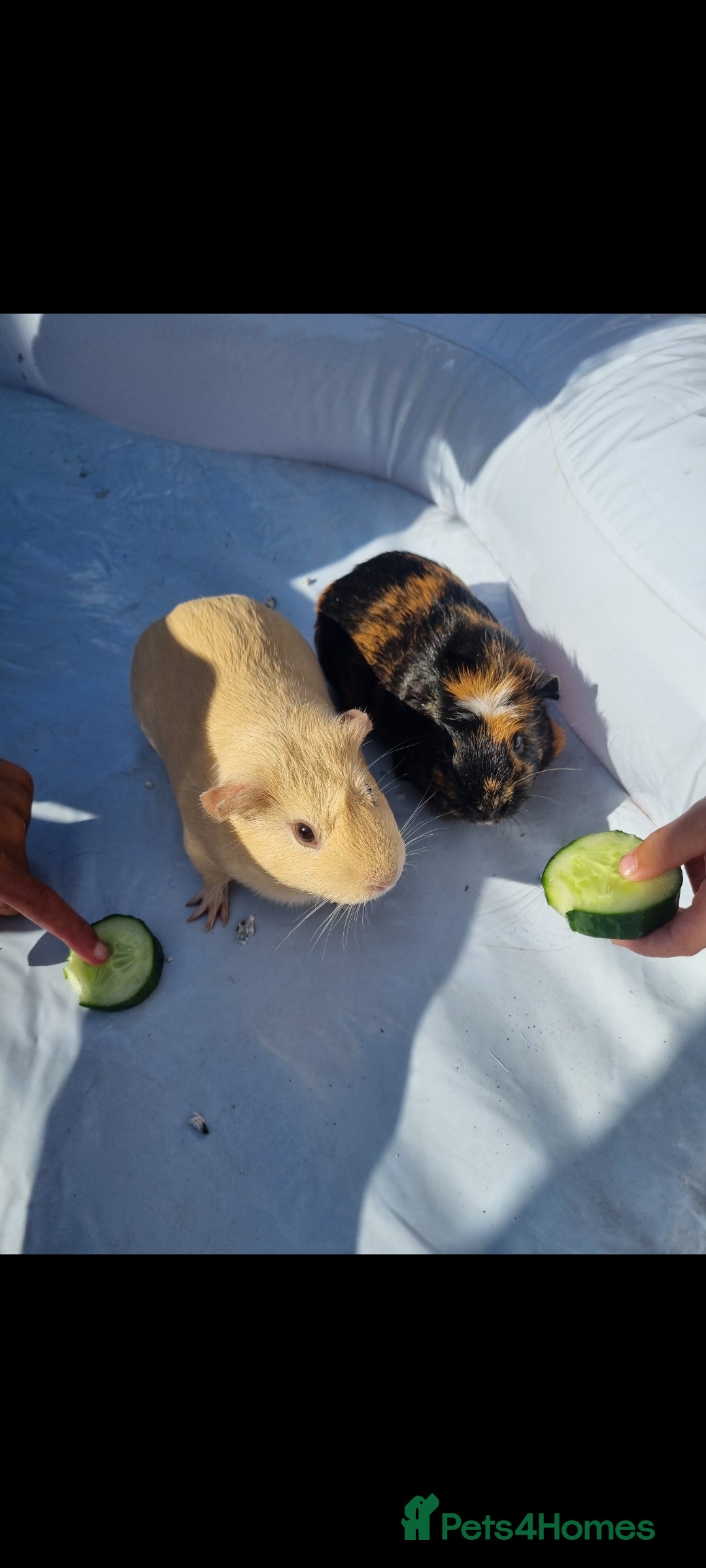 Guinea Pig rodents for sale: 2 x Female Guinea pigs and full set up - Image 3