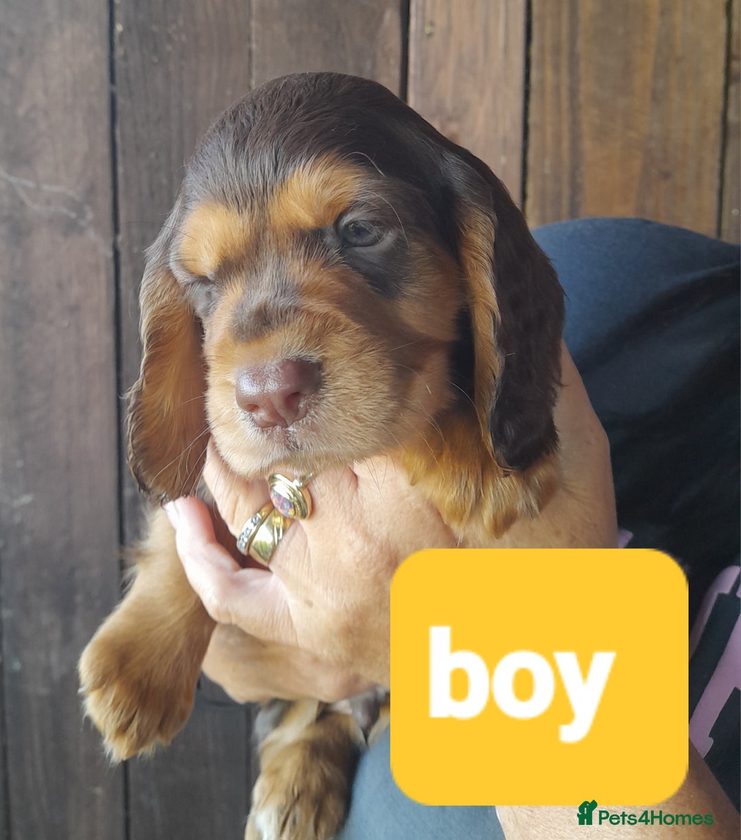 Cocker Spaniel dogs for sale: Working cocker spaniel - Image 4