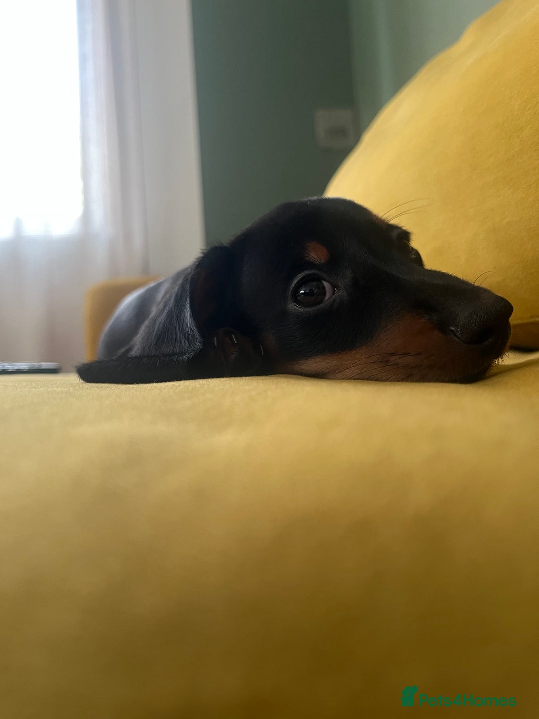 Miniature Dachshund dogs for sale: Adorable Dachshund Puppies for Sale! - Image 1