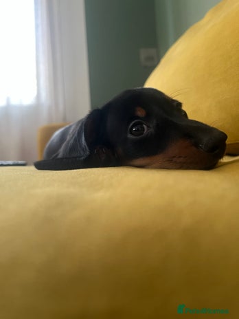 Miniature Dachshund dogs - Advert 11