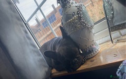 French Bulldog dogs for sale: French bulldog  - Image 1