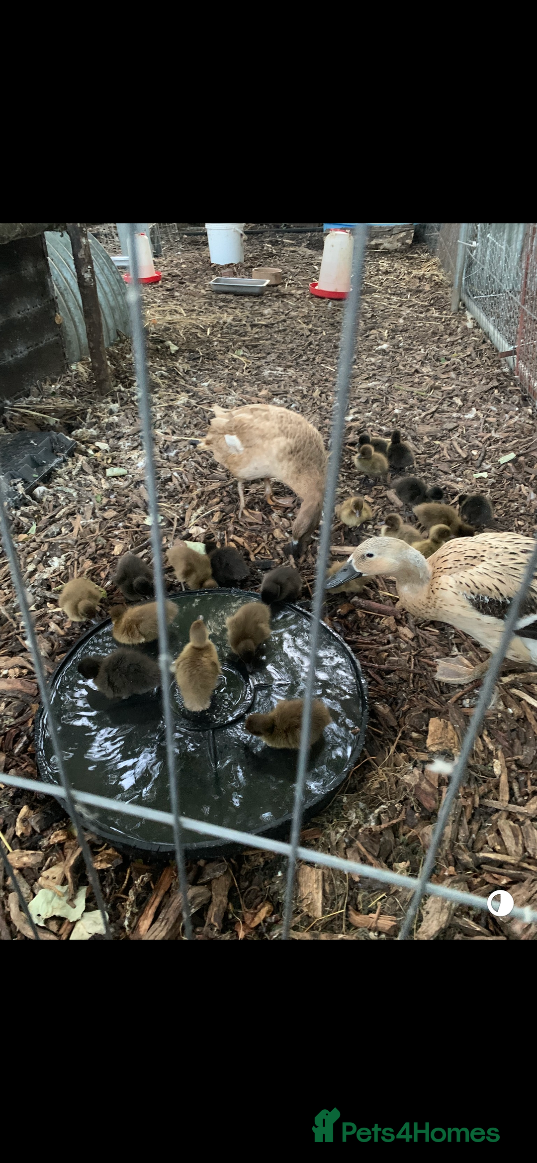 Ducks poultry for sale: Khaki Campbell females,Point of lay  - Advert 1