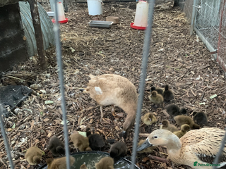 Ducks poultry Khaki Campbell females,Point of lay - Advert 1