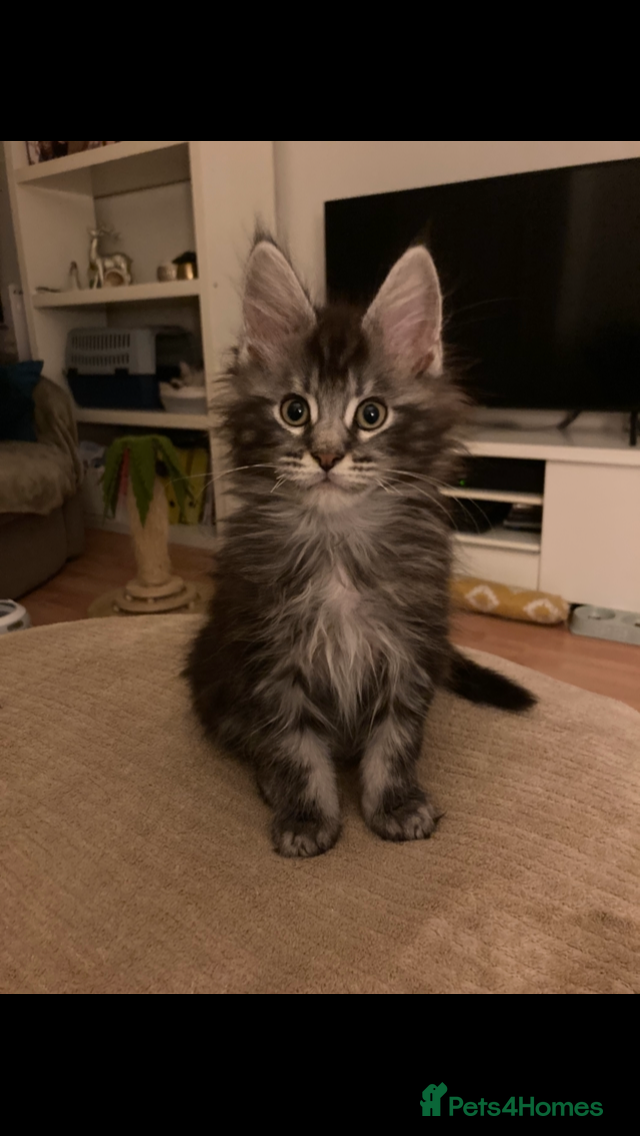 Maine Coon cats Silver Tabby Maine coon kittens - Advert 4