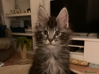 Maine Coon cats Silver Tabby Maine coon kittens - Advert 4