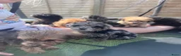 Cockapoo dogs for sale: F1b merle cockapoo  in Bicester - Advert 23