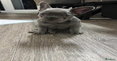 French Bulldog dogs - Advert 3