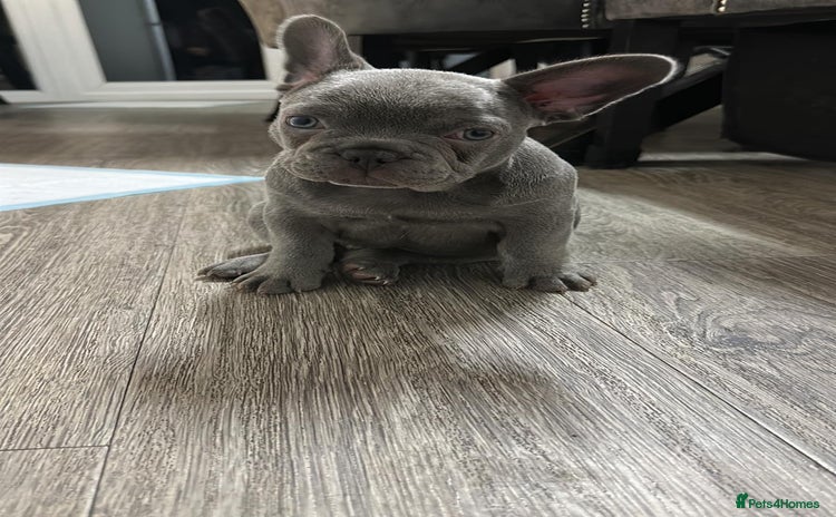 French Bulldog dogs - Advert 2