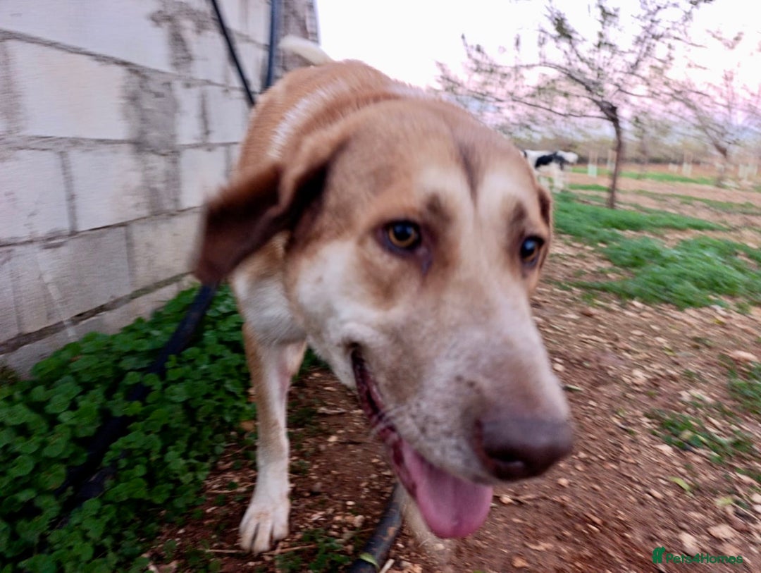 Mixed Breed dogs for adoption: ‼️🚨URGENT‼️🚨 BLANCHIEVES🩷🐾 - Advert 2