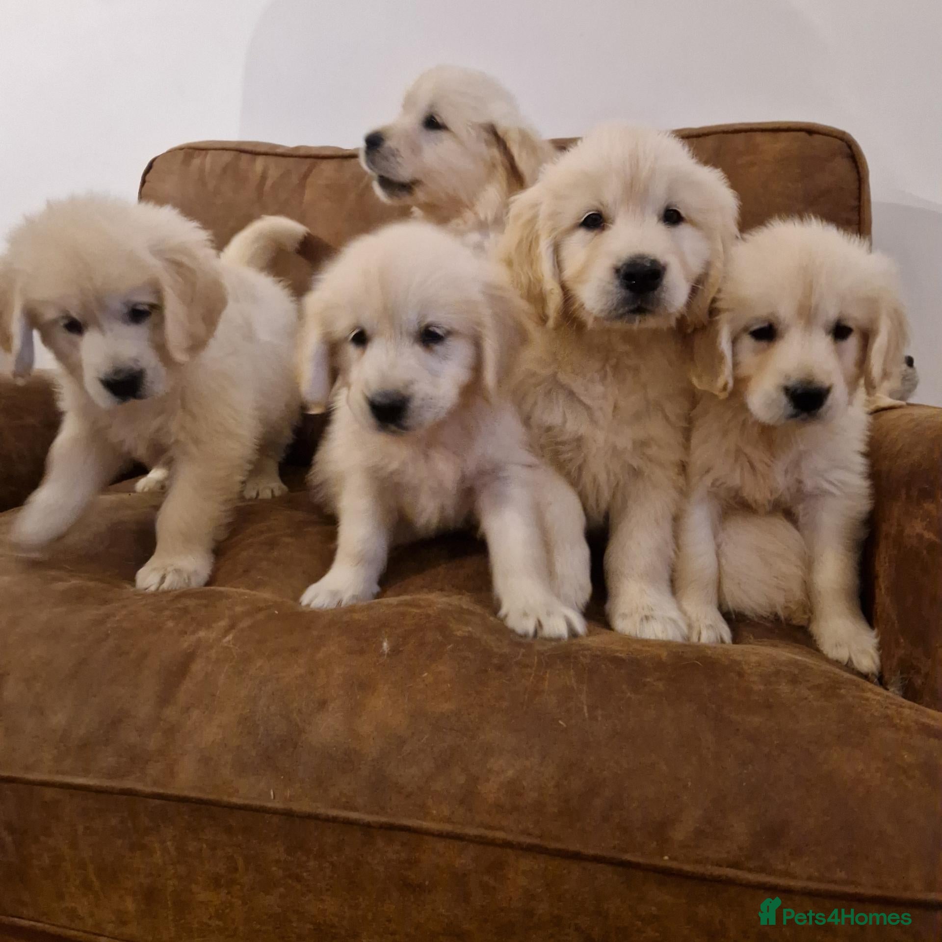 Golden Retriever dogs Stunning Golden Retrievers - Advert 2