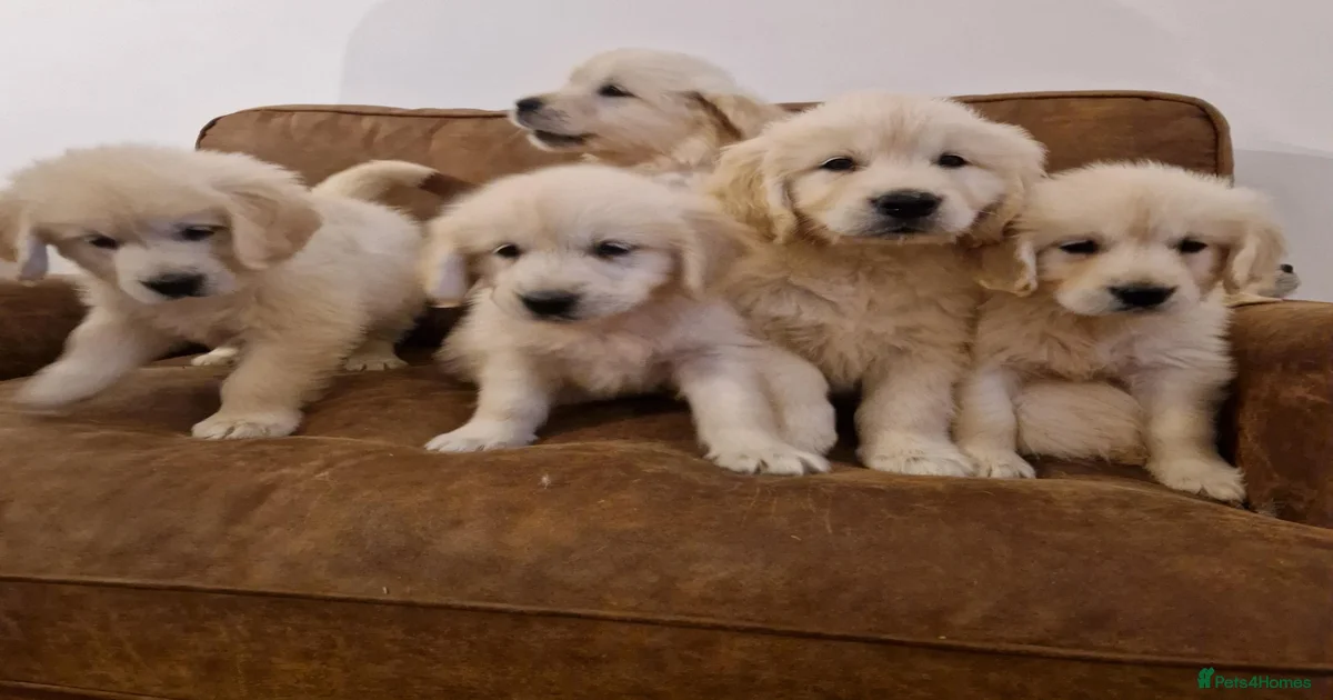 golden-retriever-golden-retriever-puppies-for-sale-pets4homes