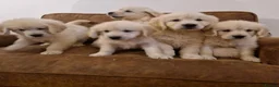 Golden Retriever dogs for sale: Stunning Golden Retrievers - Advert 3