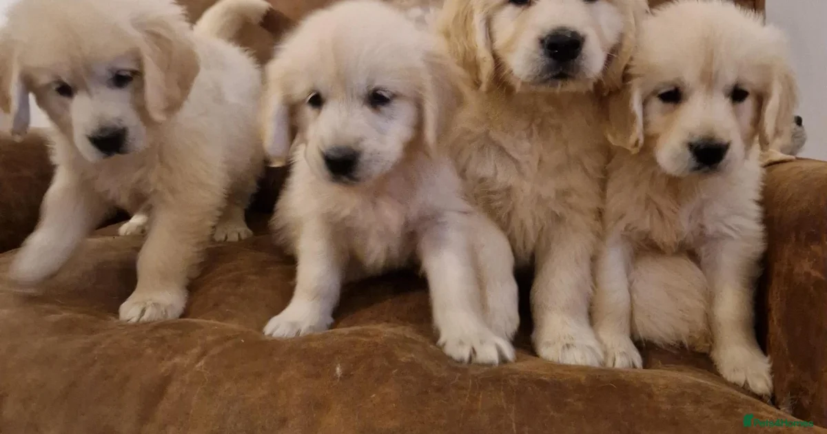 Golden retriever Golden Retriever Puppies For Sale Pets4Homes golden-retriever-golden-retriever-puppies-for-sale-pets4homes