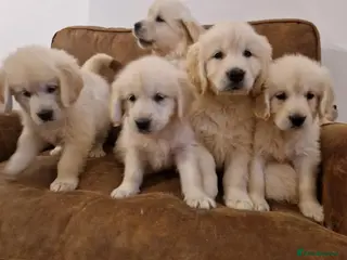 Golden Retriever dogs Stunning Golden Retrievers - Advert 2
