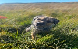 Border Terrier dogs for stud: Benji, boarder terrier stud dog  - Image 9