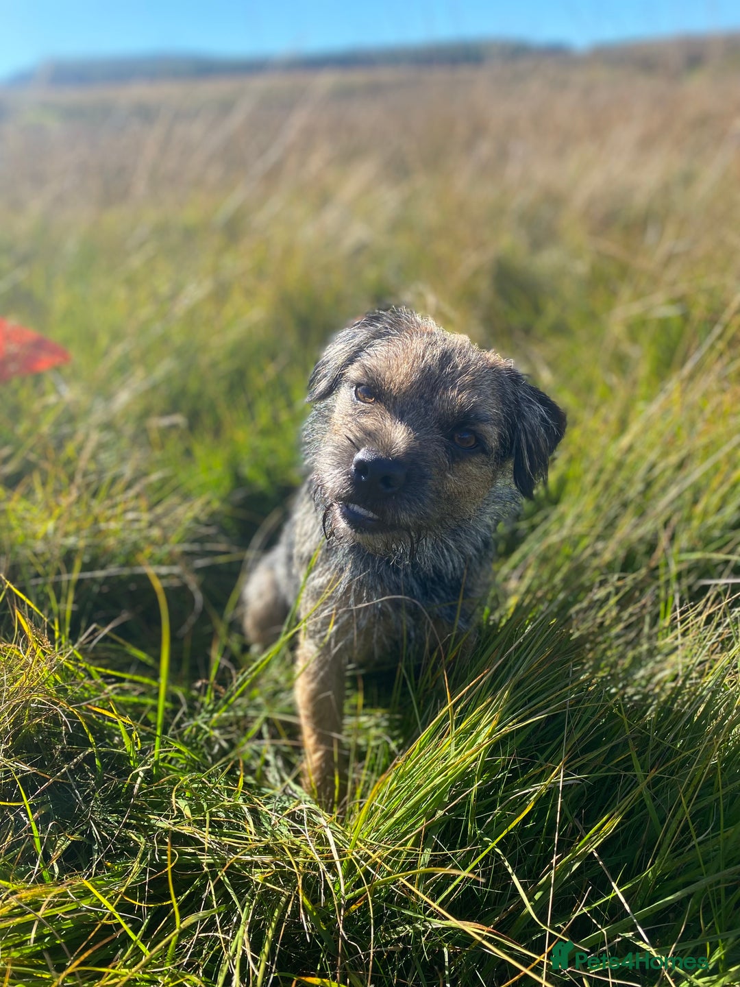Border Terrier dogs for stud: Benji, boarder terrier stud dog  - Image 9