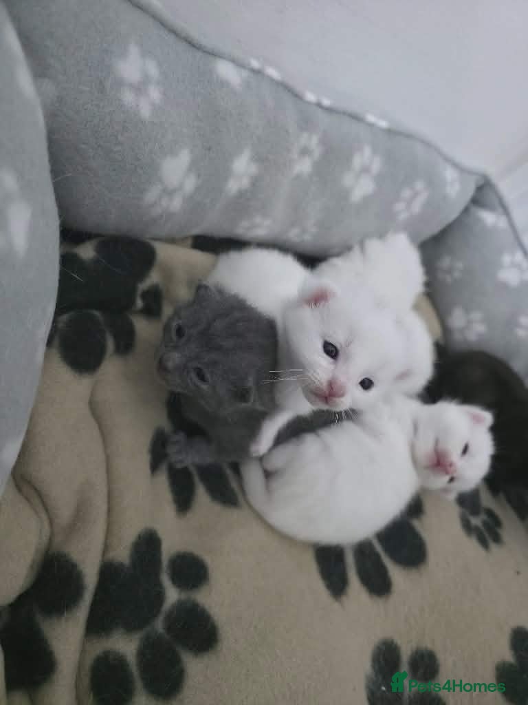 Mixed Breed cats Half turkish van kittens  - Advert 6
