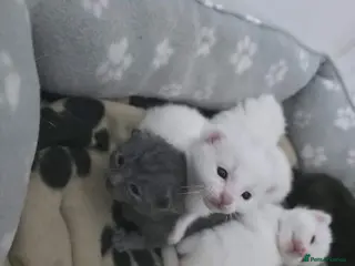 Mixed Breed cats Half turkish van kittens - Advert 6