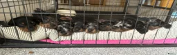 Miniature Dachshund dogs for stud: STUD Mini Dachshund  - Advert 11