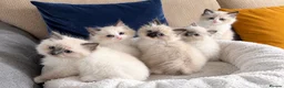 Ragdoll cats for sale: GORGEOUS TICA REGISTERED KITTENS  - Advert 2