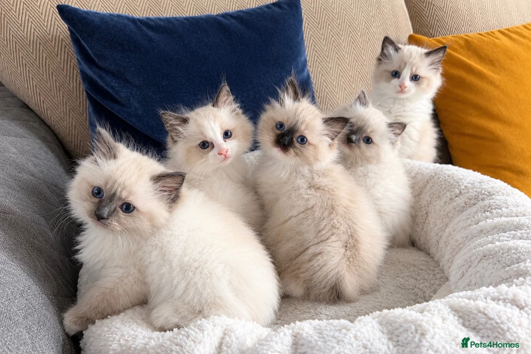 Ragdoll cats for sale: GORGEOUS TICA REGISTERED KITTENS  - Advert 2