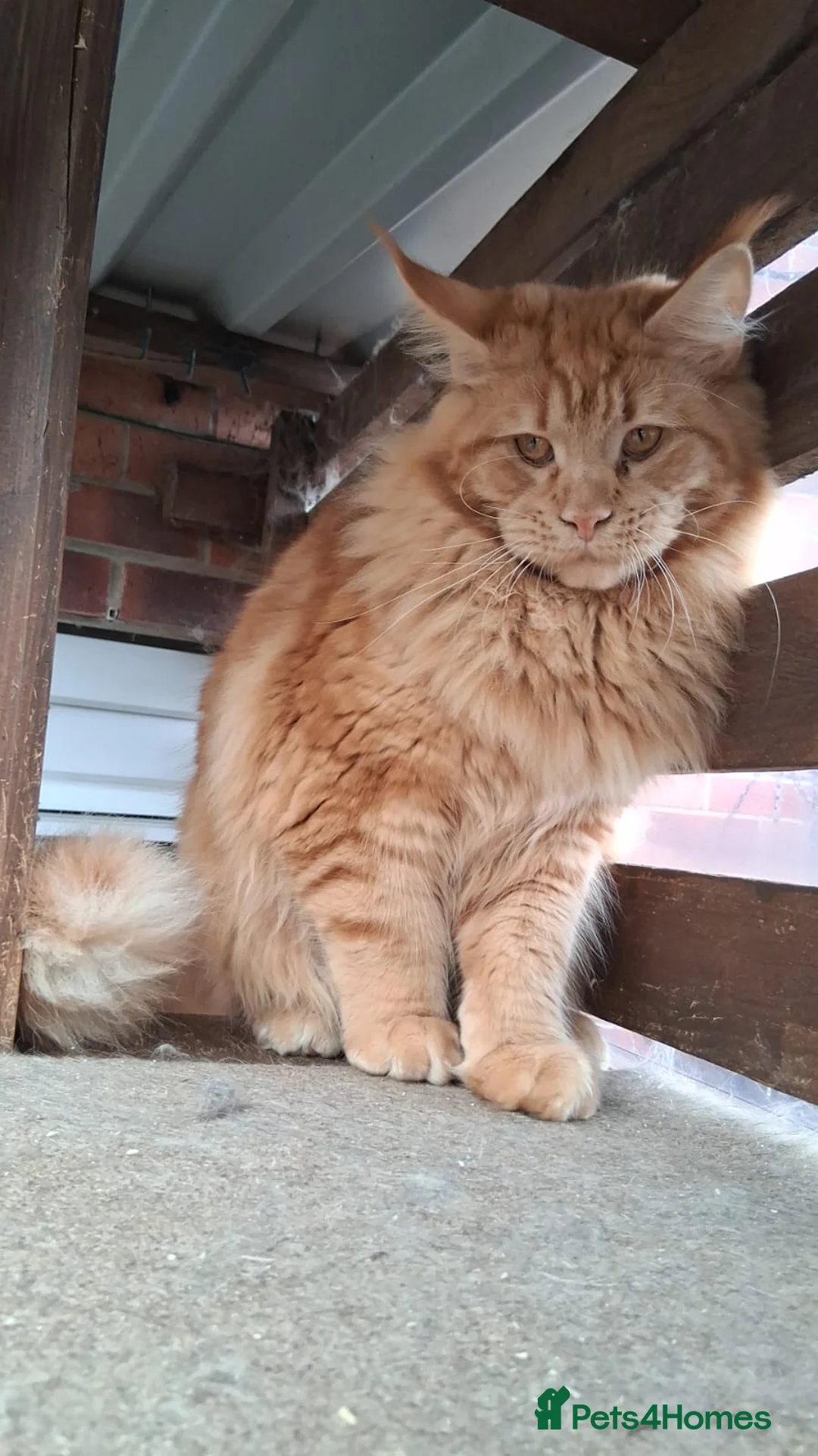 Maine Coon cats for sale: Maine Coon pedigre XL - Advert 1