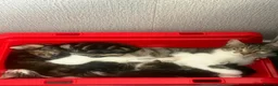 Mixed Breed cats for sale: 3 boys  - Advert 2
