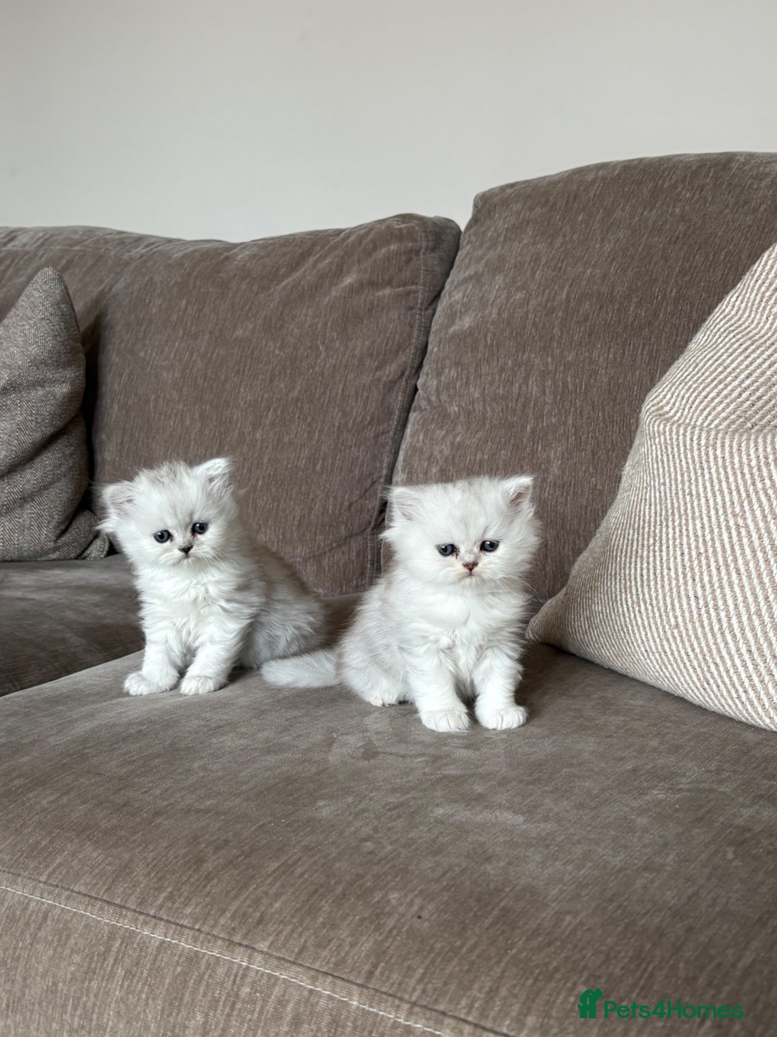 Persian cats Persian kittens  - Advert 13