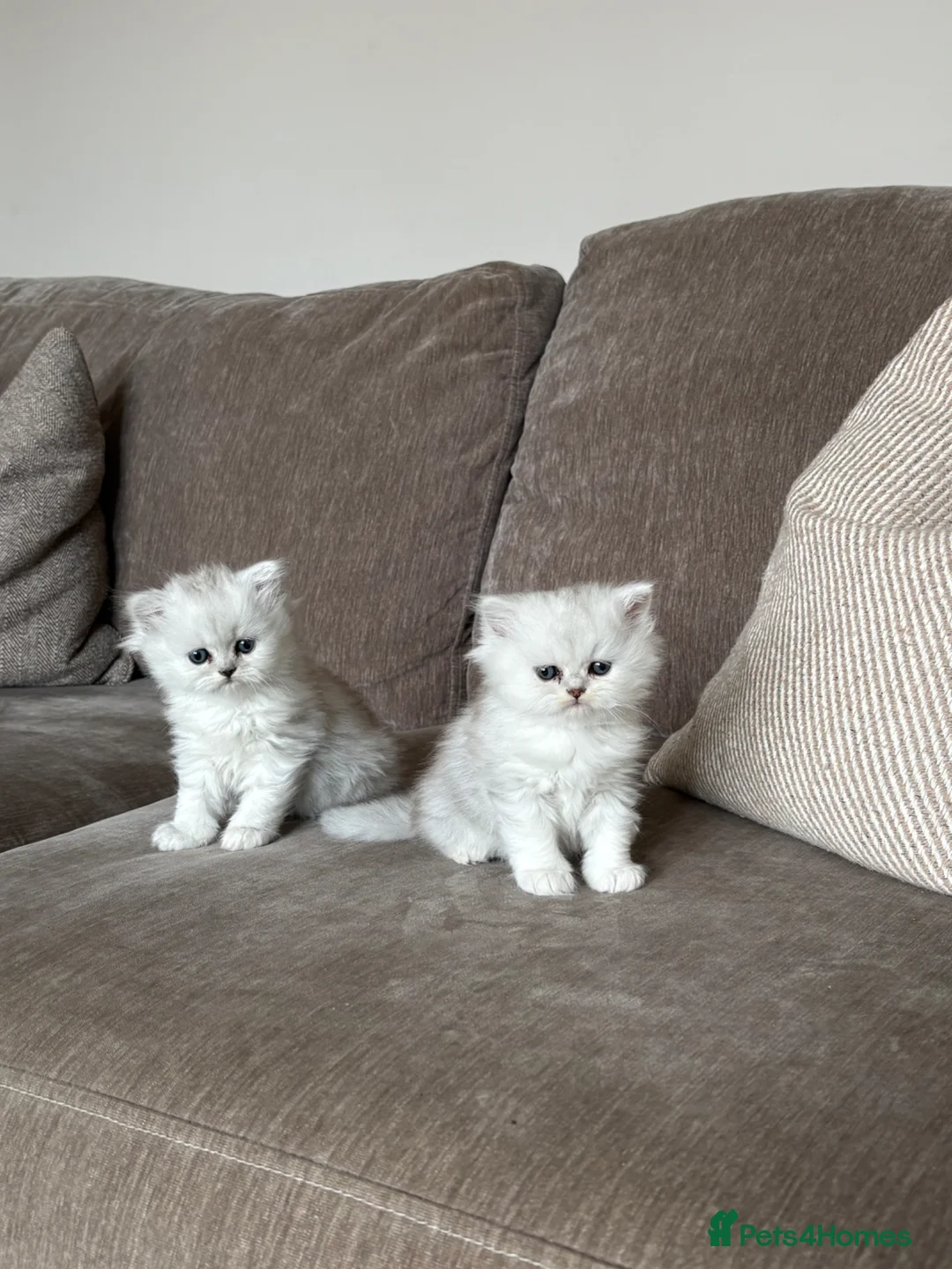 Persian cats for sale: Persian kittens  - Advert 1