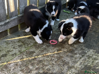 Border Collie dogs - Advert 2