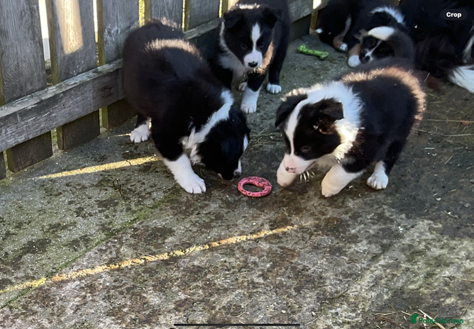 Border Collie dogs - Advert 3