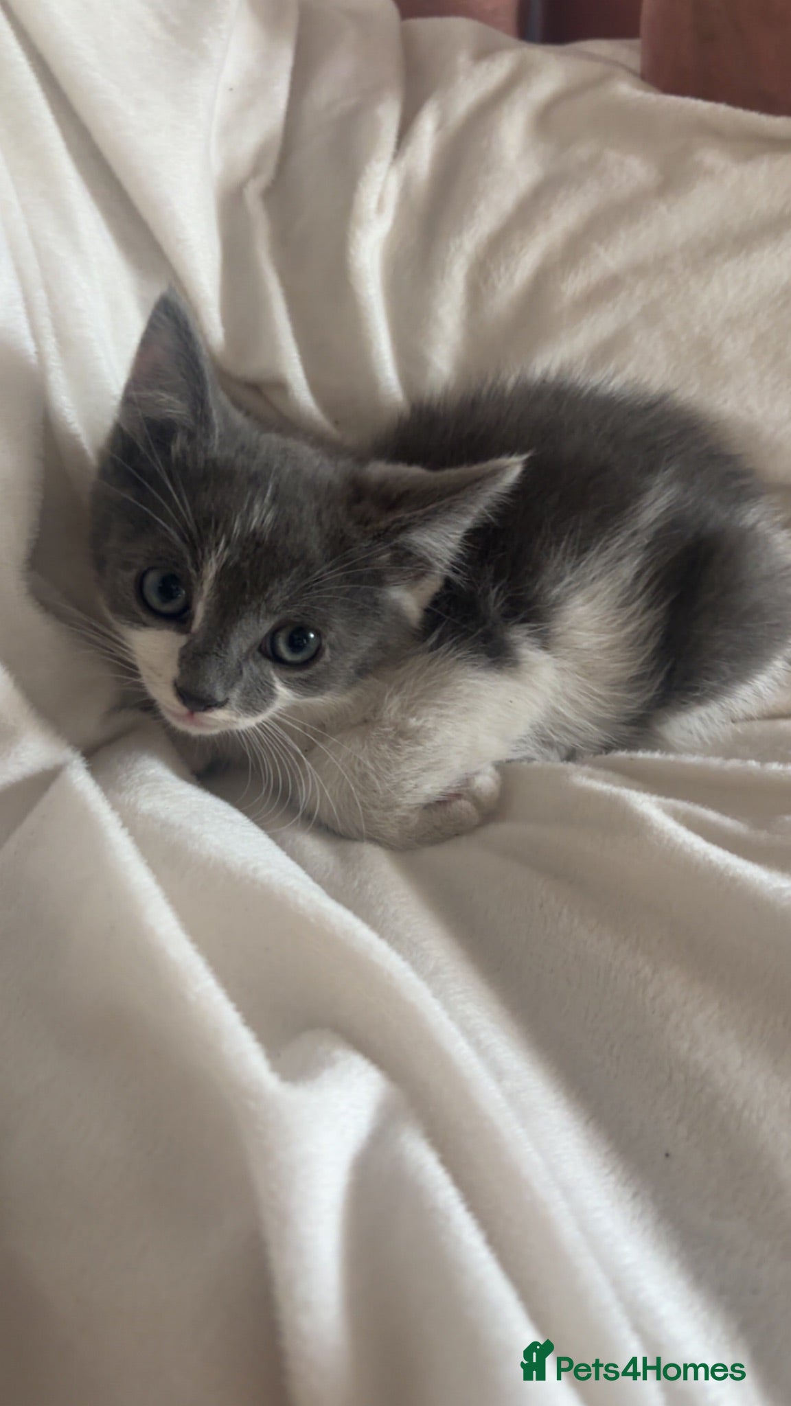Mixed Breed cats Beautiful British Blue/Ragdoll Kittens for sale - Advert 2