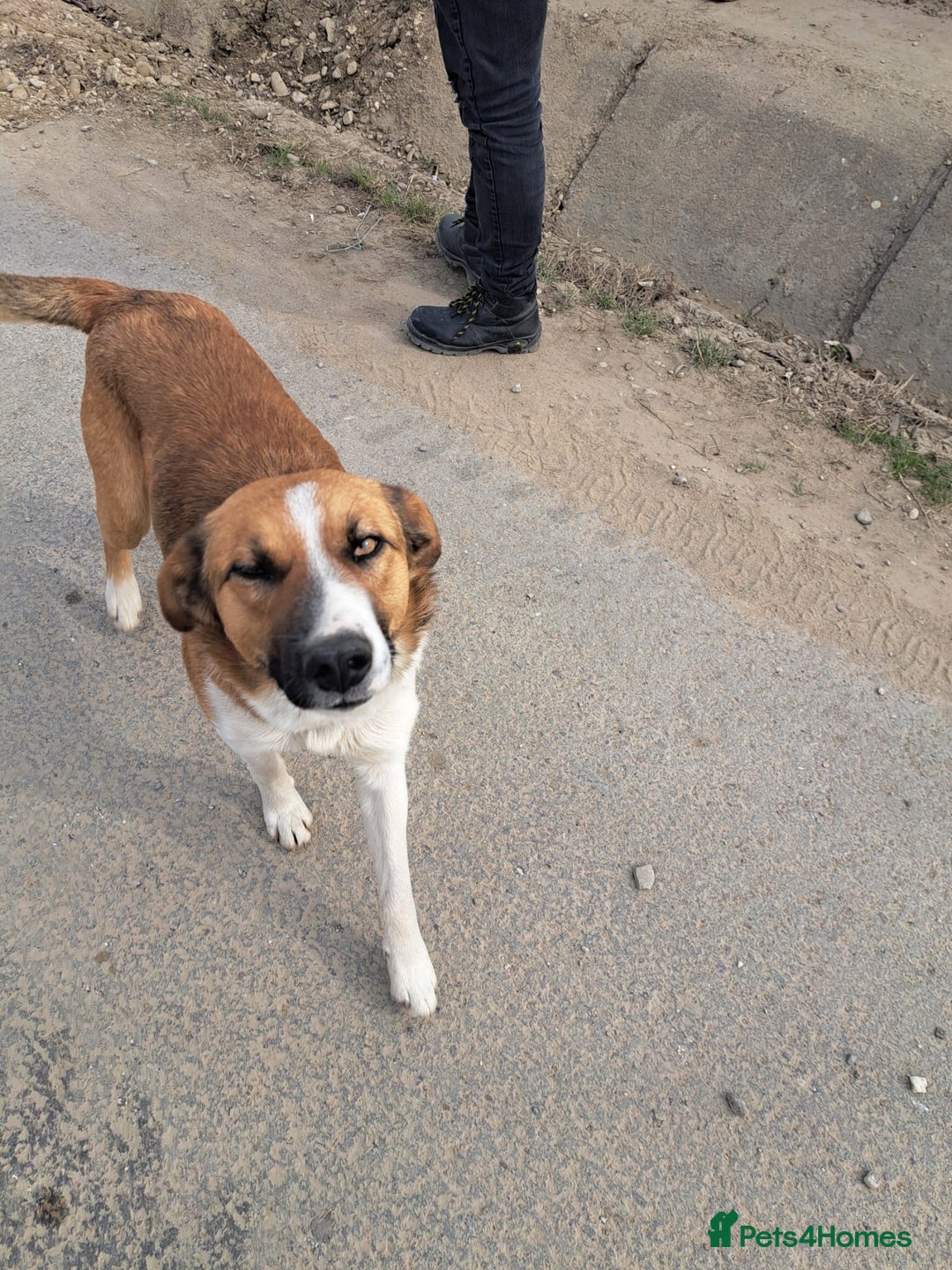 Mixed Breed dogs for adoption: BENNY - a faithful dog for a Loving Home - Image 2