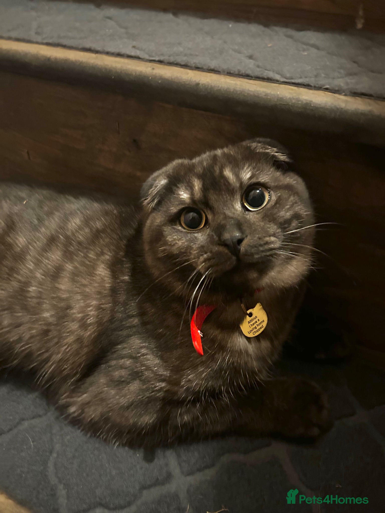 Scottish Fold cats 2 year old Scottish fold male to go to good home  - Advert 4