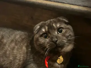 Scottish Fold cats 2 year old Scottish fold male to go to good home - Advert 4