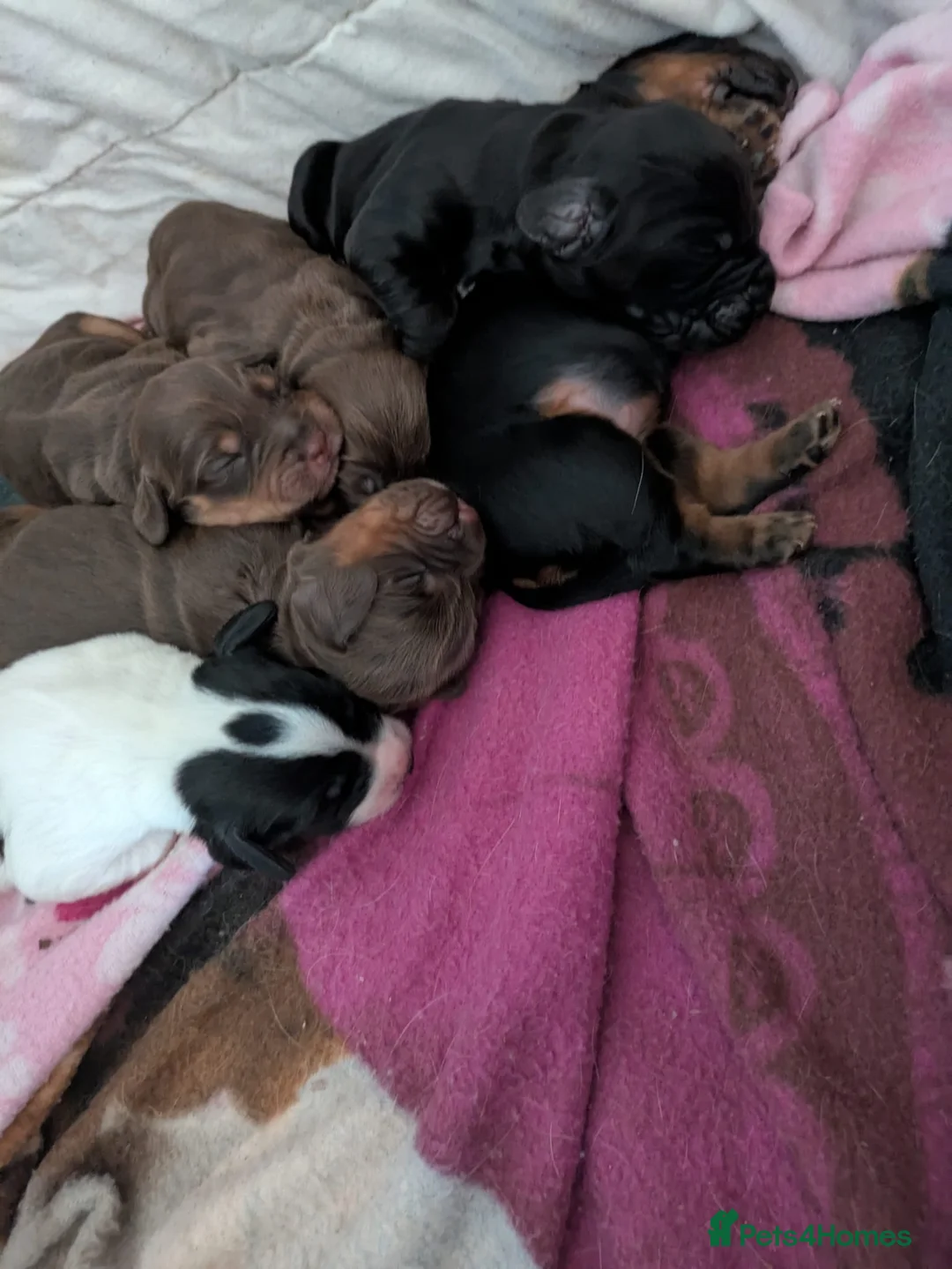 Cocker Spaniel dogs for stud: Kc registered proven stud  - Advert 15