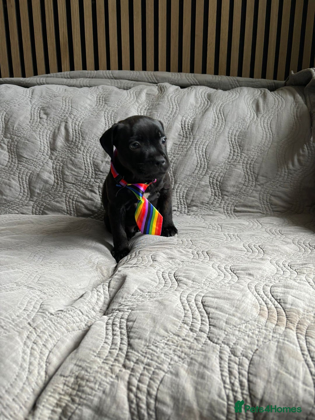 Staffordshire Bull Terrier dogs for sale: READY NOW KC STAFFORDSHIRE BULL TERRIER - Image 4
