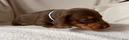Dachshund dogs for sale: Dachshund puppies for sale - Advert 8