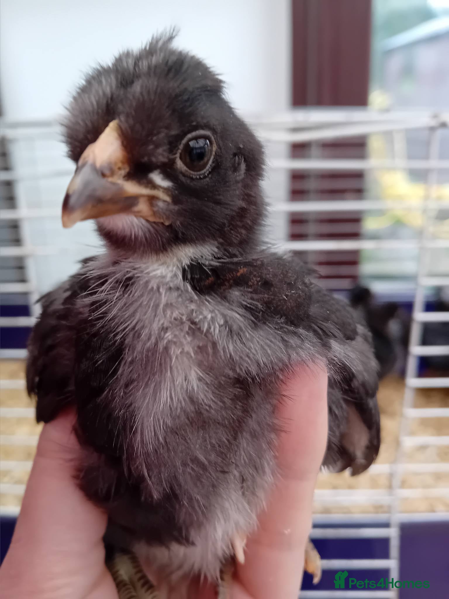 Chickens poultry Green & Blue Eggers – Confirmed Pullets - Advert 3