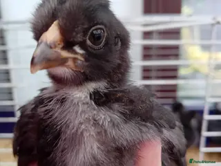 Chickens poultry Green & Blue Eggers – Confirmed Pullets - Advert 3